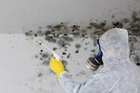 Best Crawl Space Mold Remediation  in USA